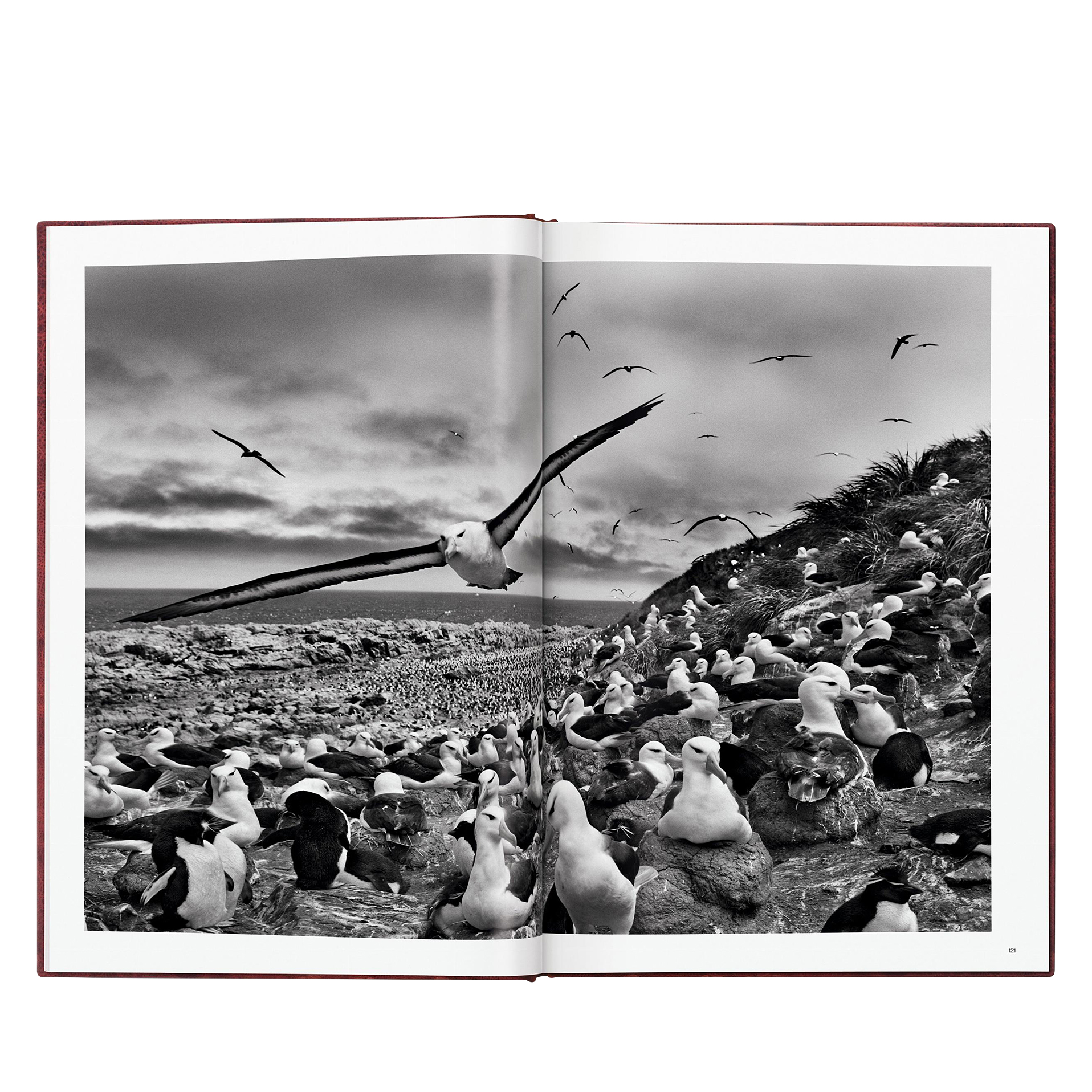 Sebastião Salgado, TASCHEN Genesis | Art Edition No. 1–100, With