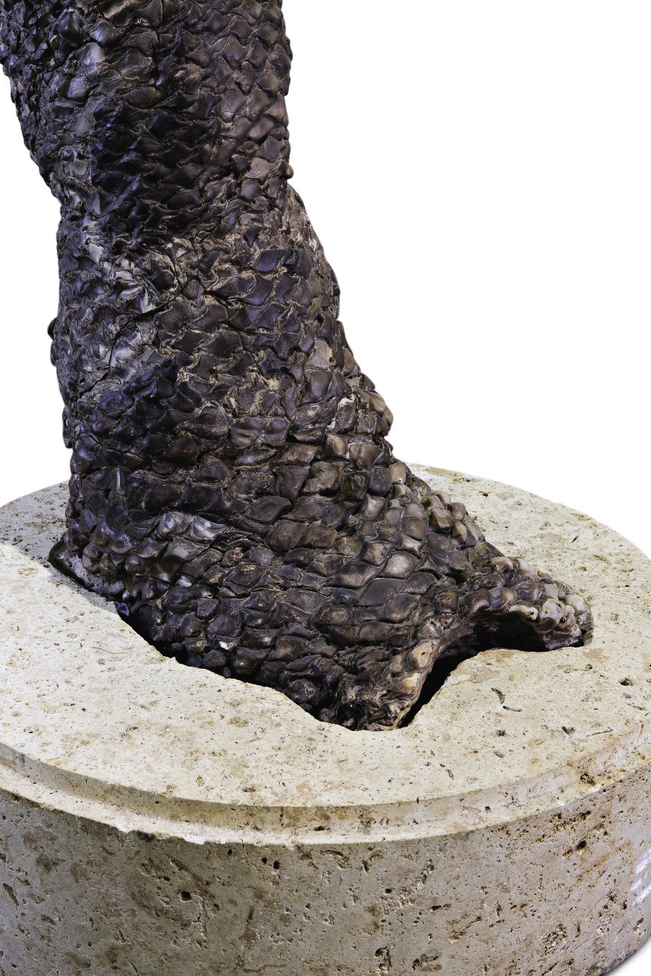 A FINE FOSSIL CYCAD TRUNK Natural History; Including Fossils