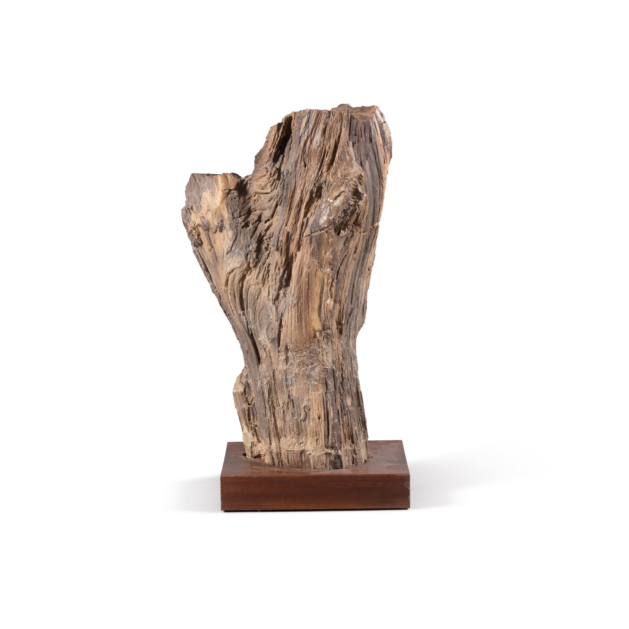 A petrified wood specimen Elément de bois pétrifié Un autre regard