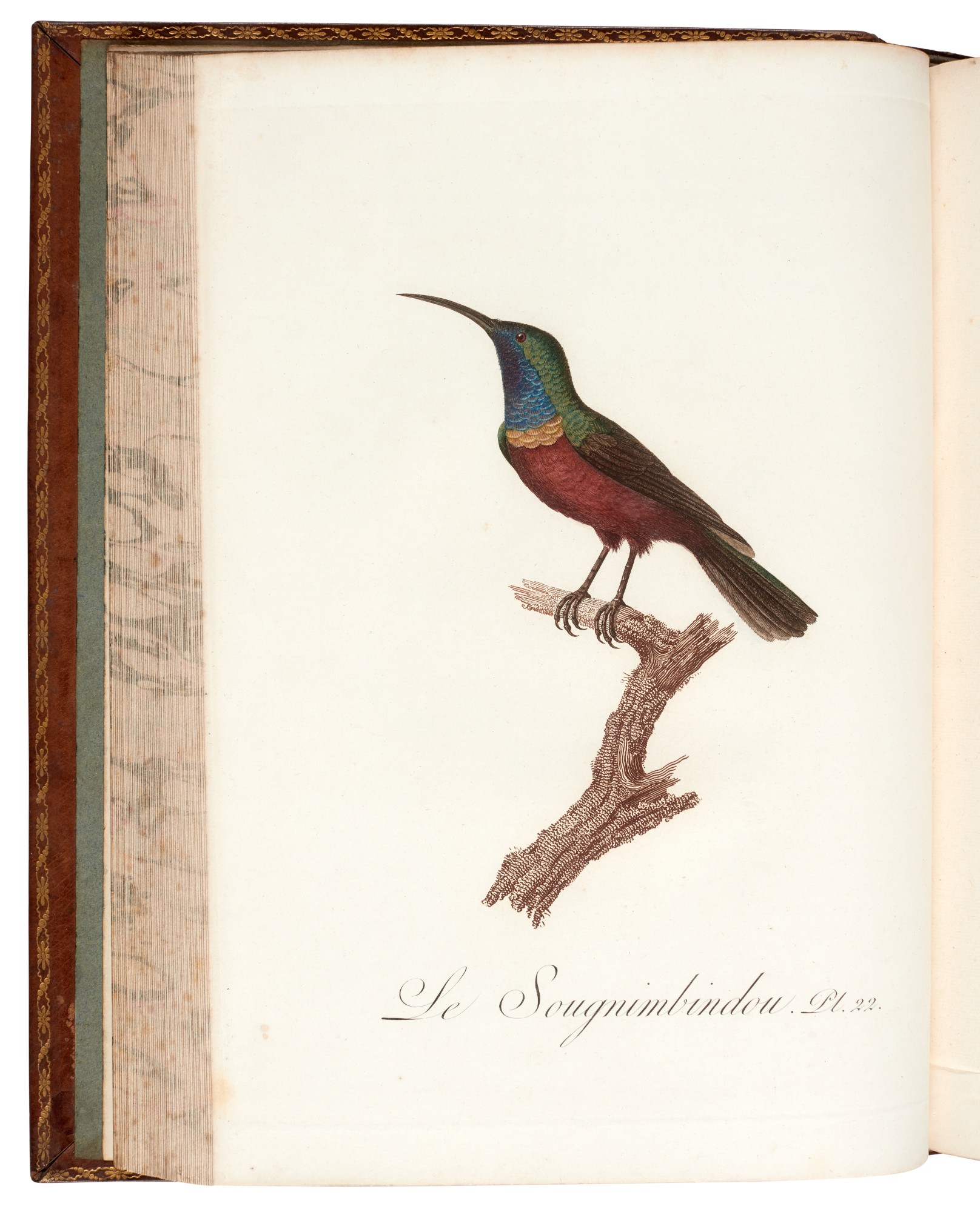 Audebert and Viellot Oiseaux dorés ou a reflets métalliques, Paris