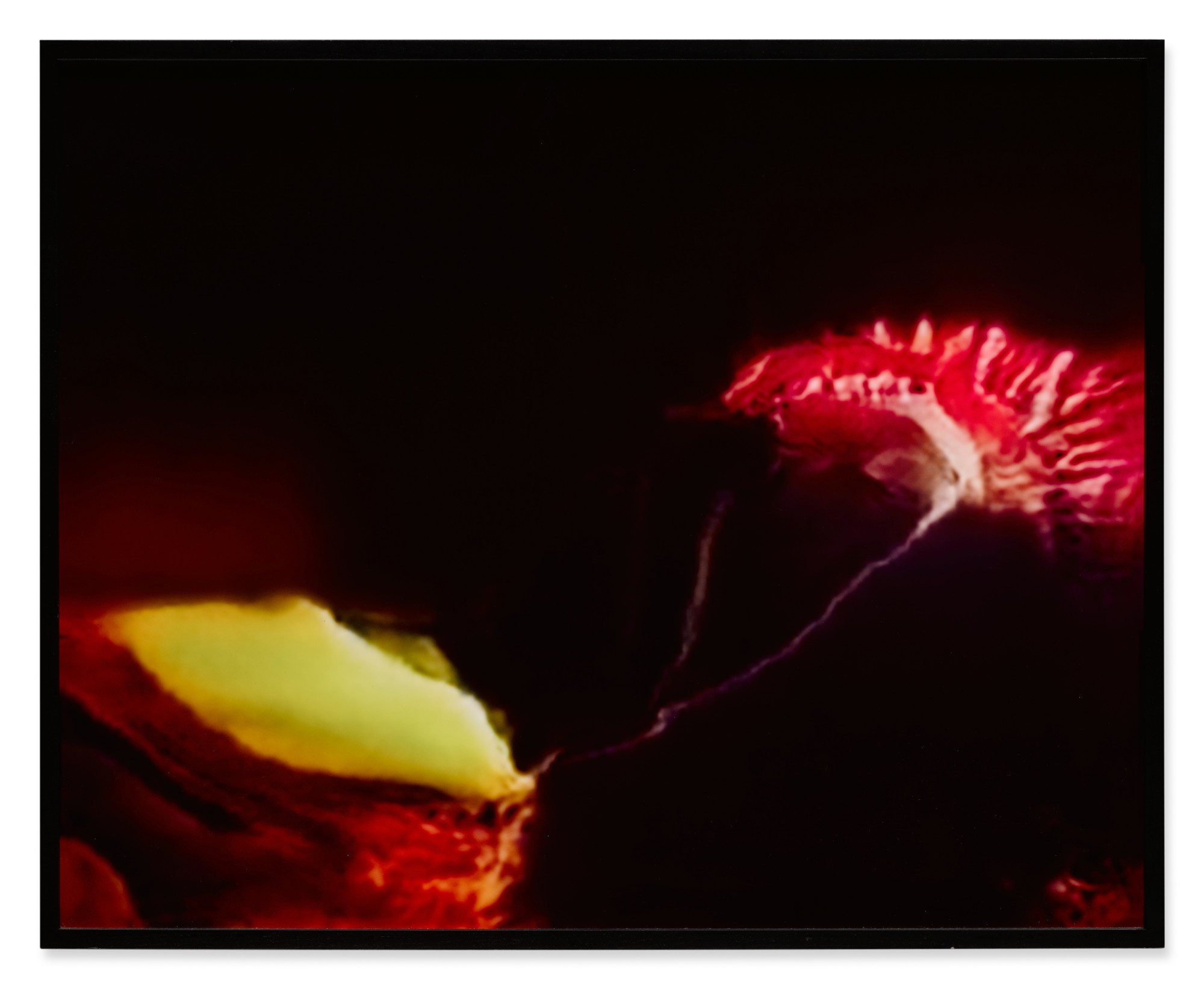 Venus Flytrap (Corpus American Predators) Adversarially Evolved