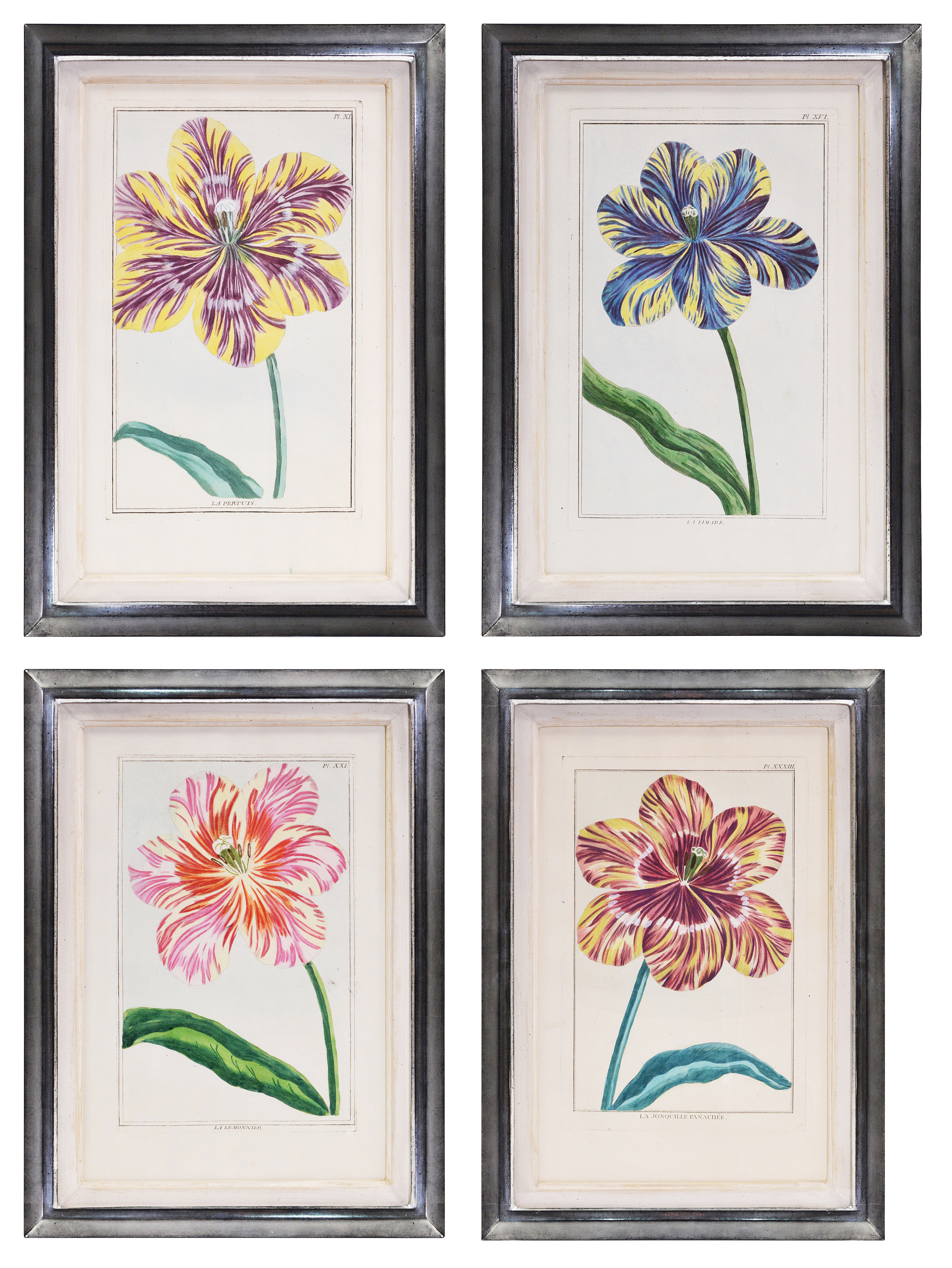 french-tulip-engravings1-group.jpg