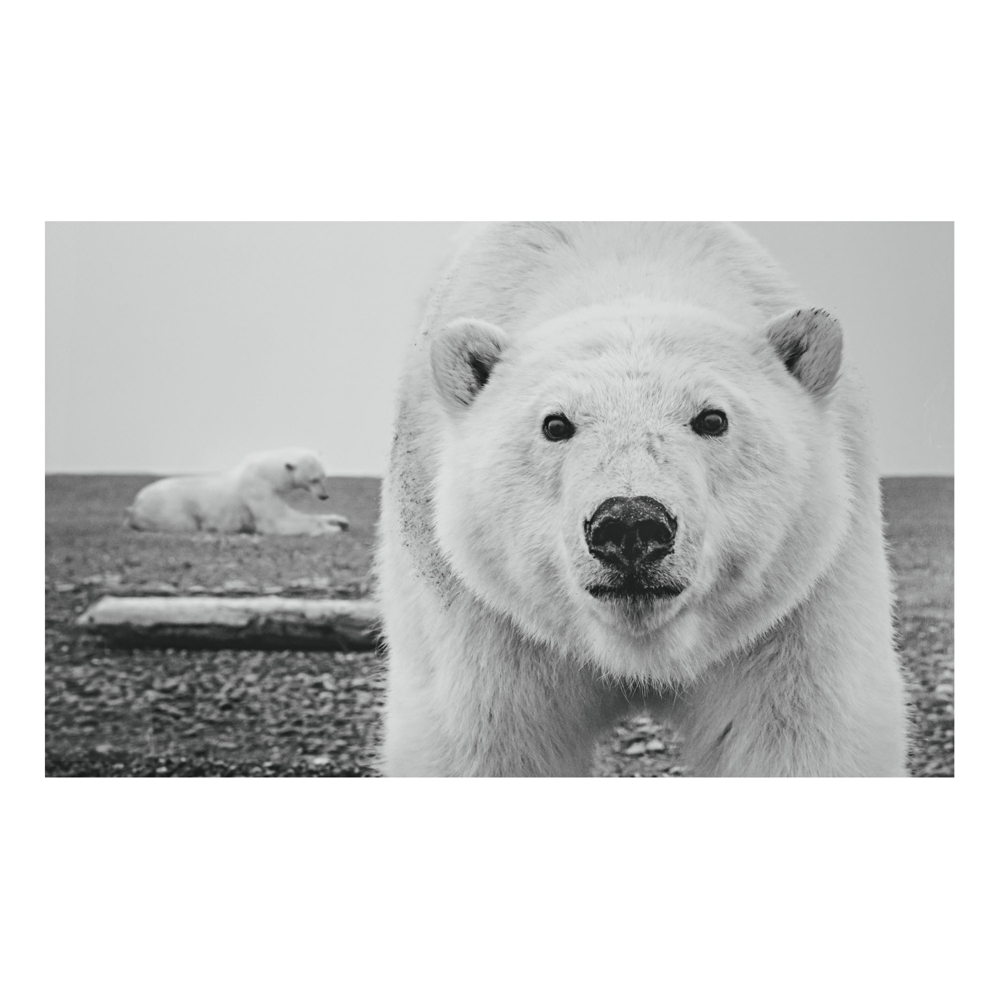 DAVID YARROW HELLO Photographs 2020 Sotheby's