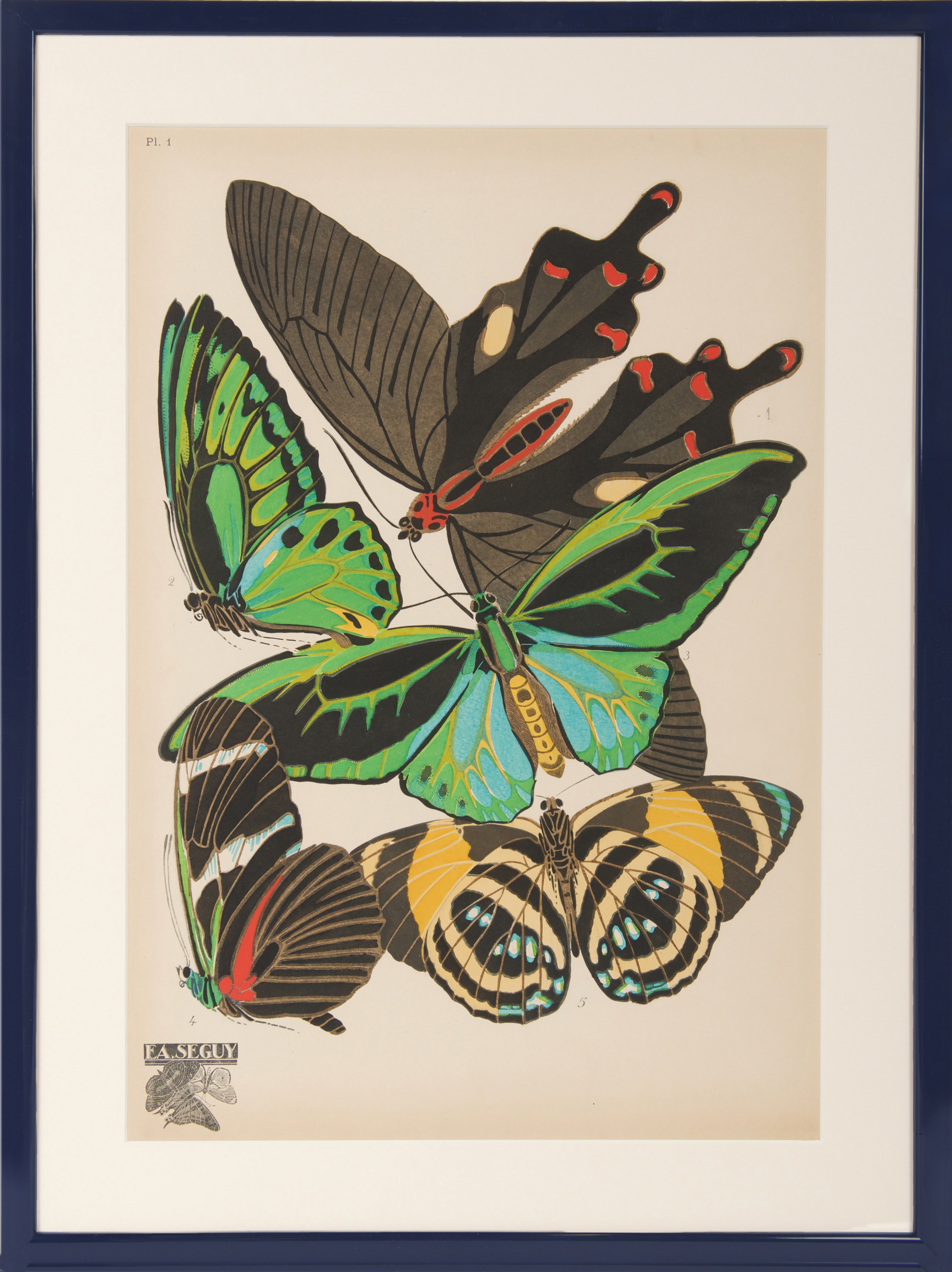 Artothérapie Papillons アート本　塗り絵 Eugéne Séguy Vintage Papillons, Pochoir Plates Of