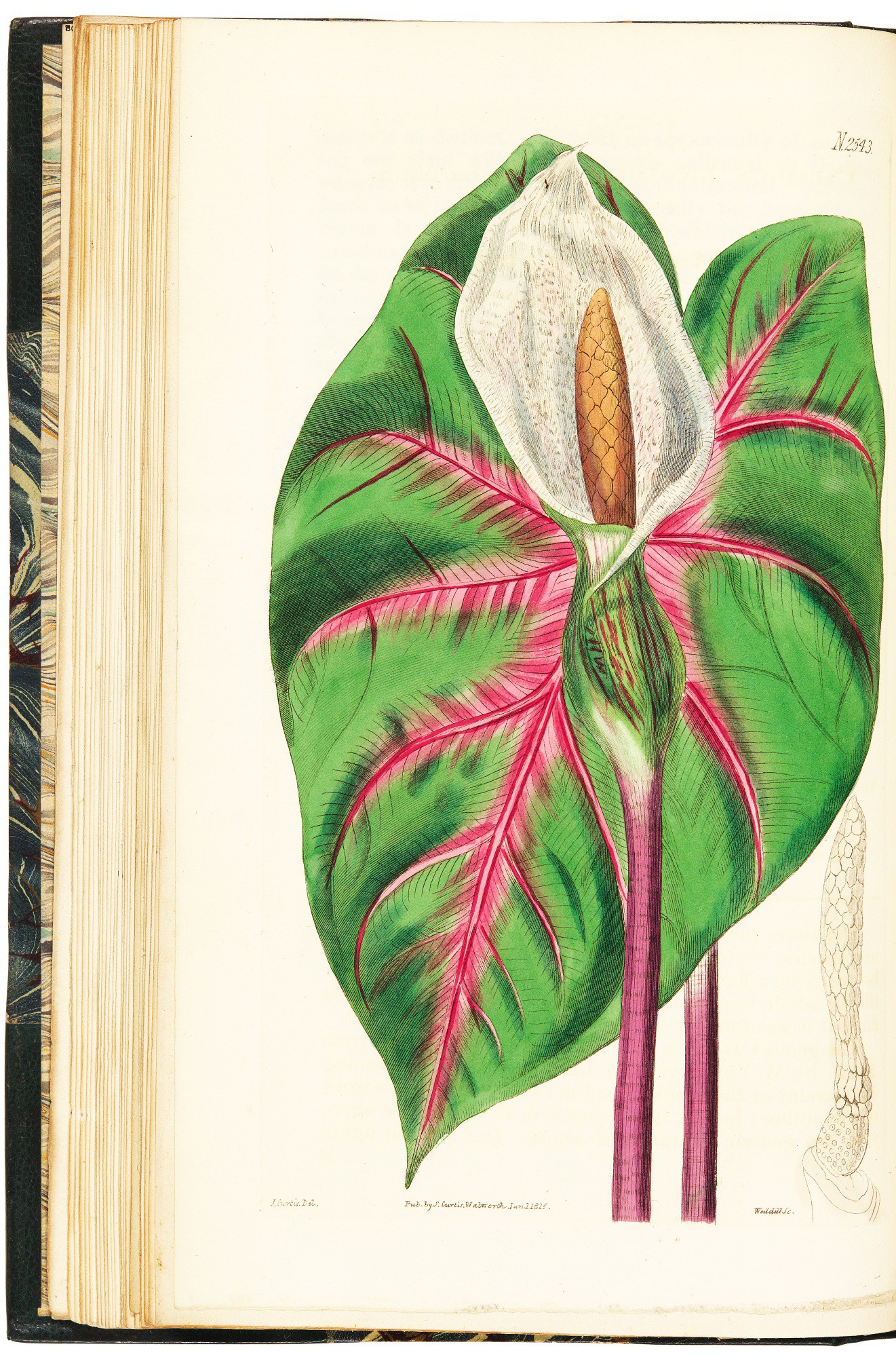 Curtis | The Botanical Magazine; or Flower-Garden Displayed, 1815-1848 ...