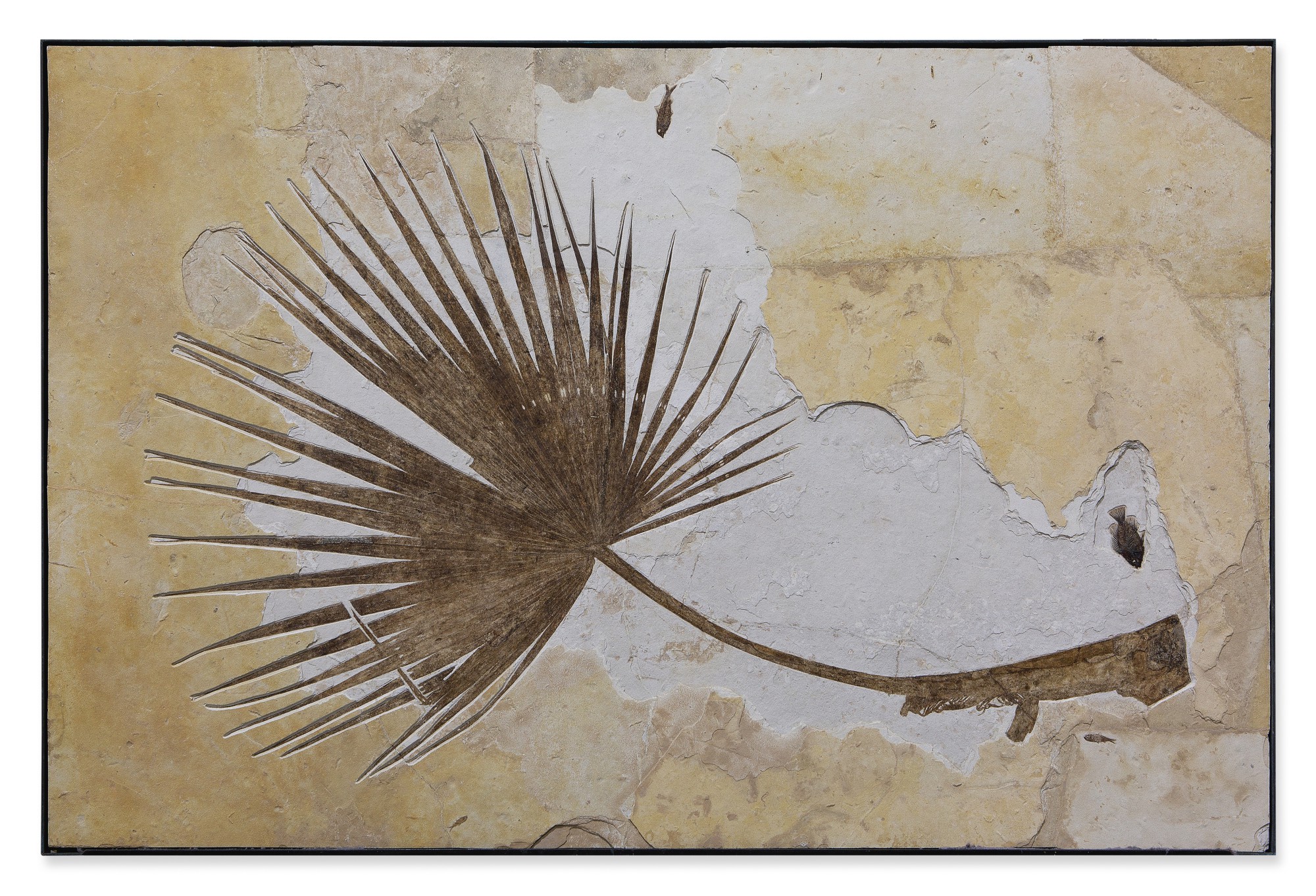 Rare Fossil Palm Frond With Fish History of Science & Technology, Including Fossils, Minerals