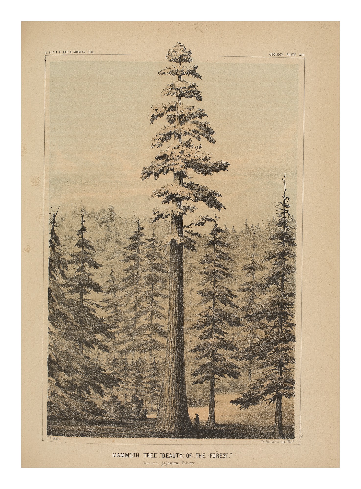 [PACIFIC RAILROAD SURVEY] Reports of Explorations and Surveys, to