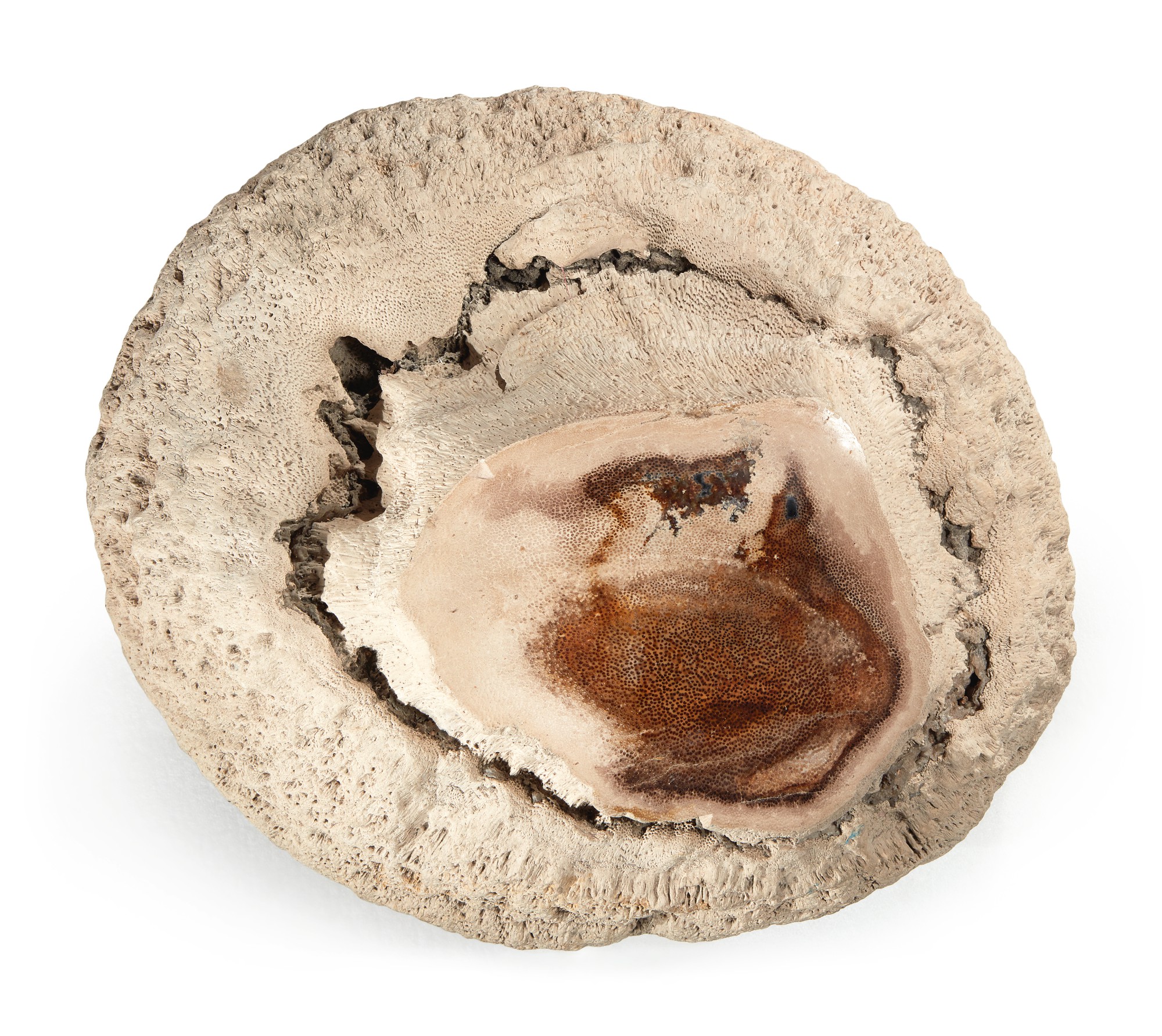 A FOSSIL PALM BULB Natural History; Including Fossils, Minerals, & Meteorites 2020 Sotheby's