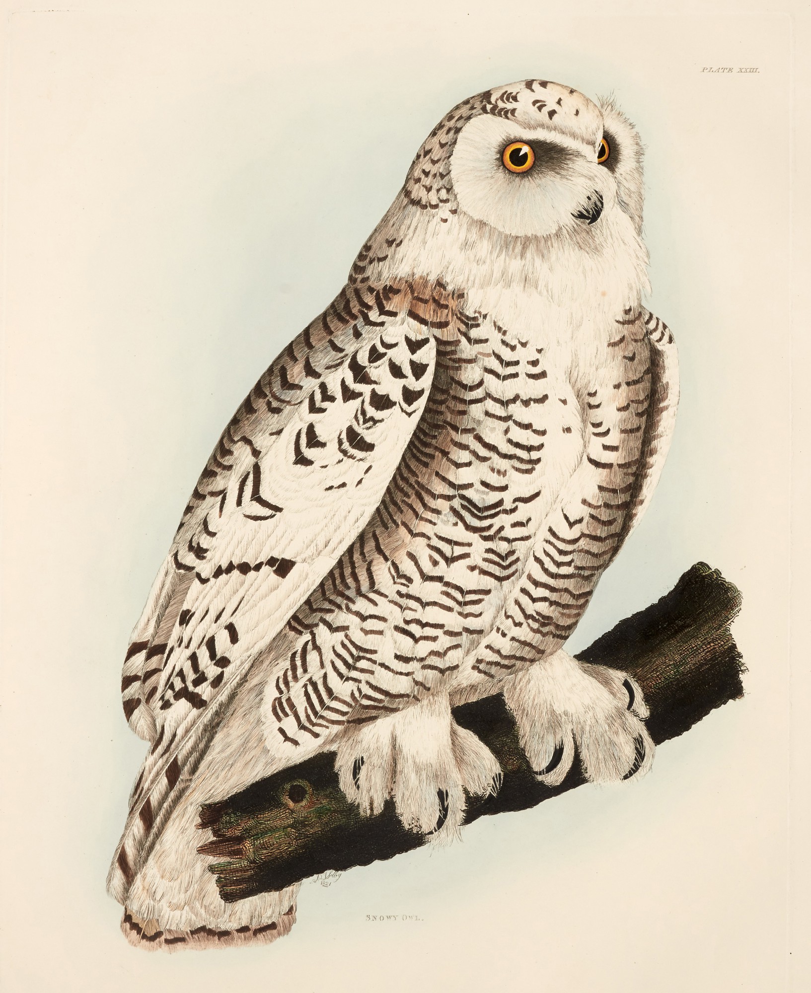 Prideaux John Selby Illustrations of British Ornithology, 18331841