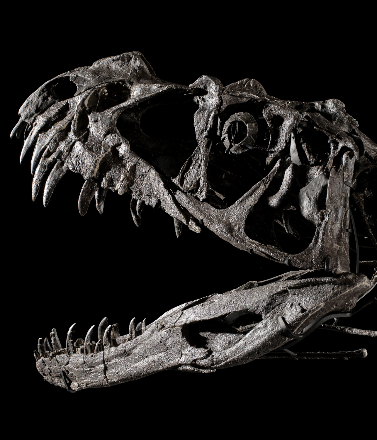 What Makes This Dinosaur Worth Millions? Meet the Juvenile Ceratosaurus | Geek Week | Geek Week | Sotheby's