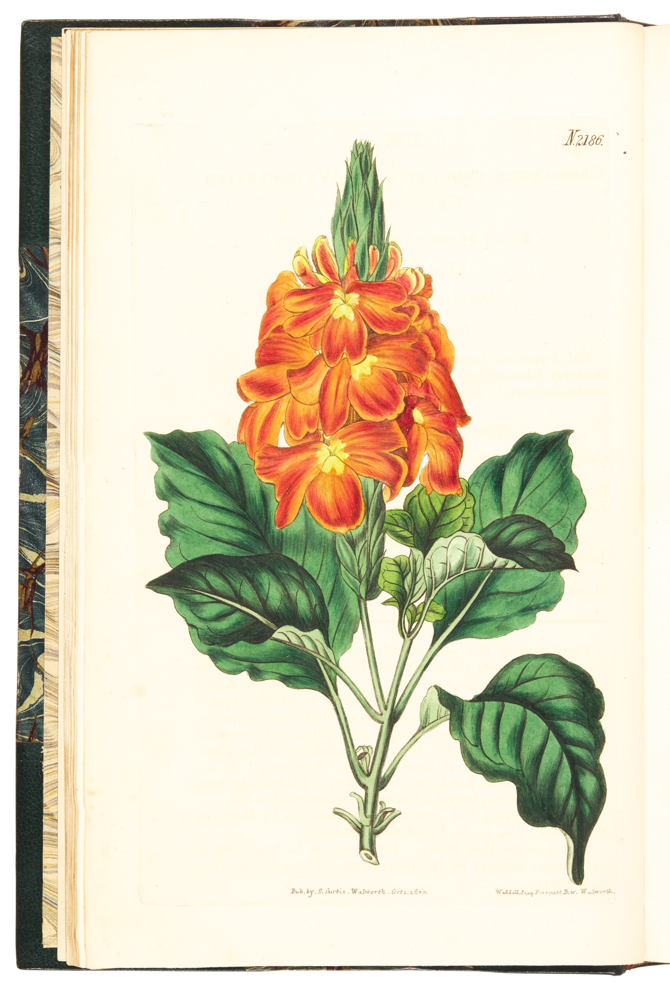 Curtis | The Botanical Magazine; or Flower-Garden Displayed, 1815-1848 ...