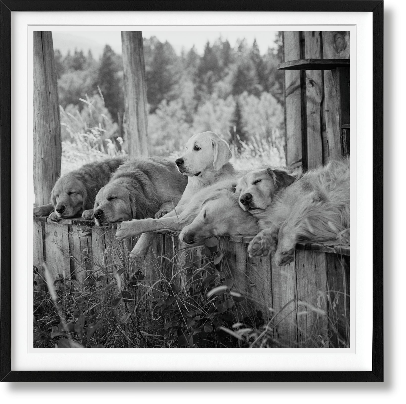Bruce Weber, TASCHEN The Golden Retriever Photographic Society