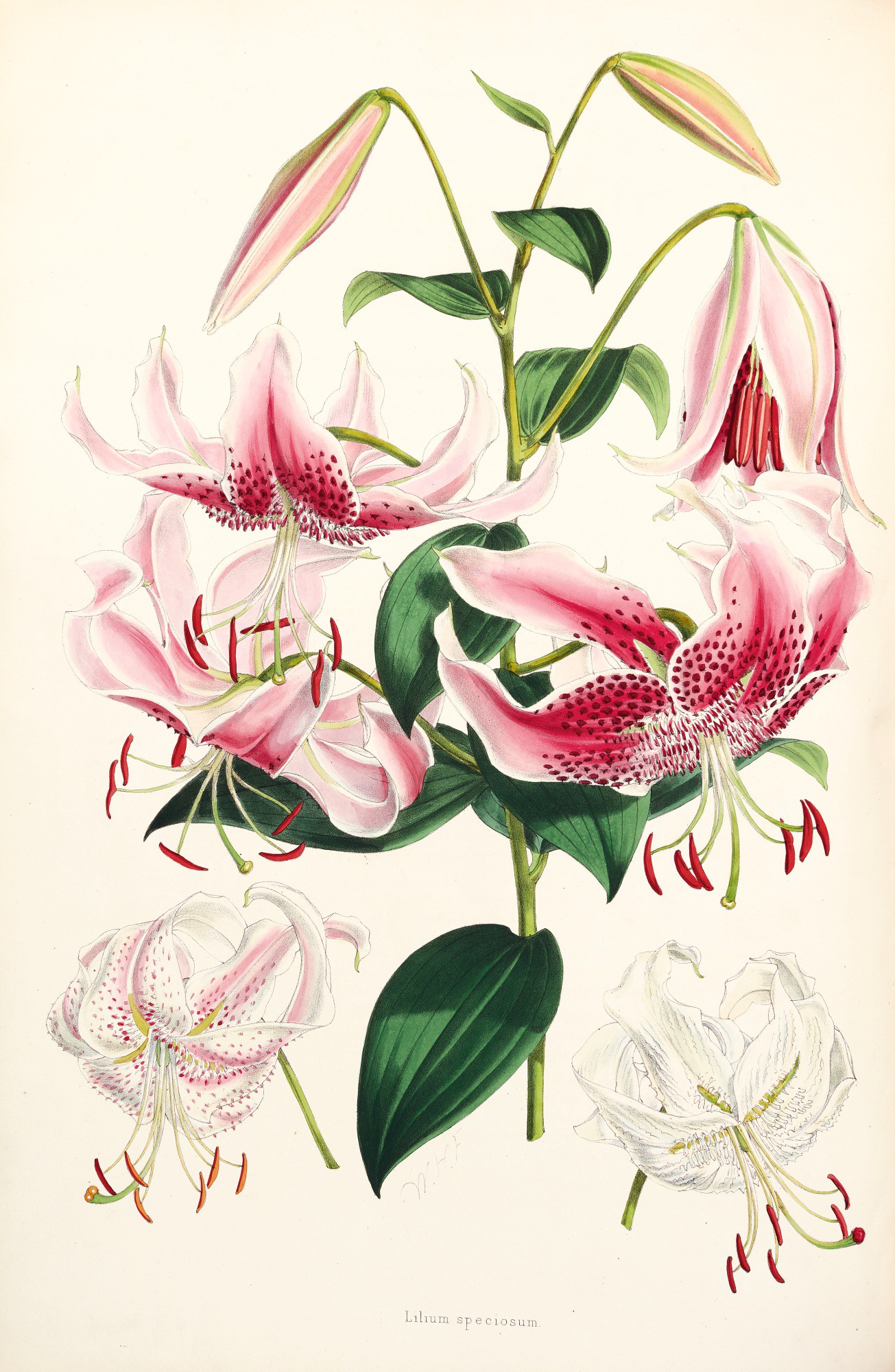 Elwes. A Monograph of the Genus Lilium. [1877]1880 Travel, Atlases