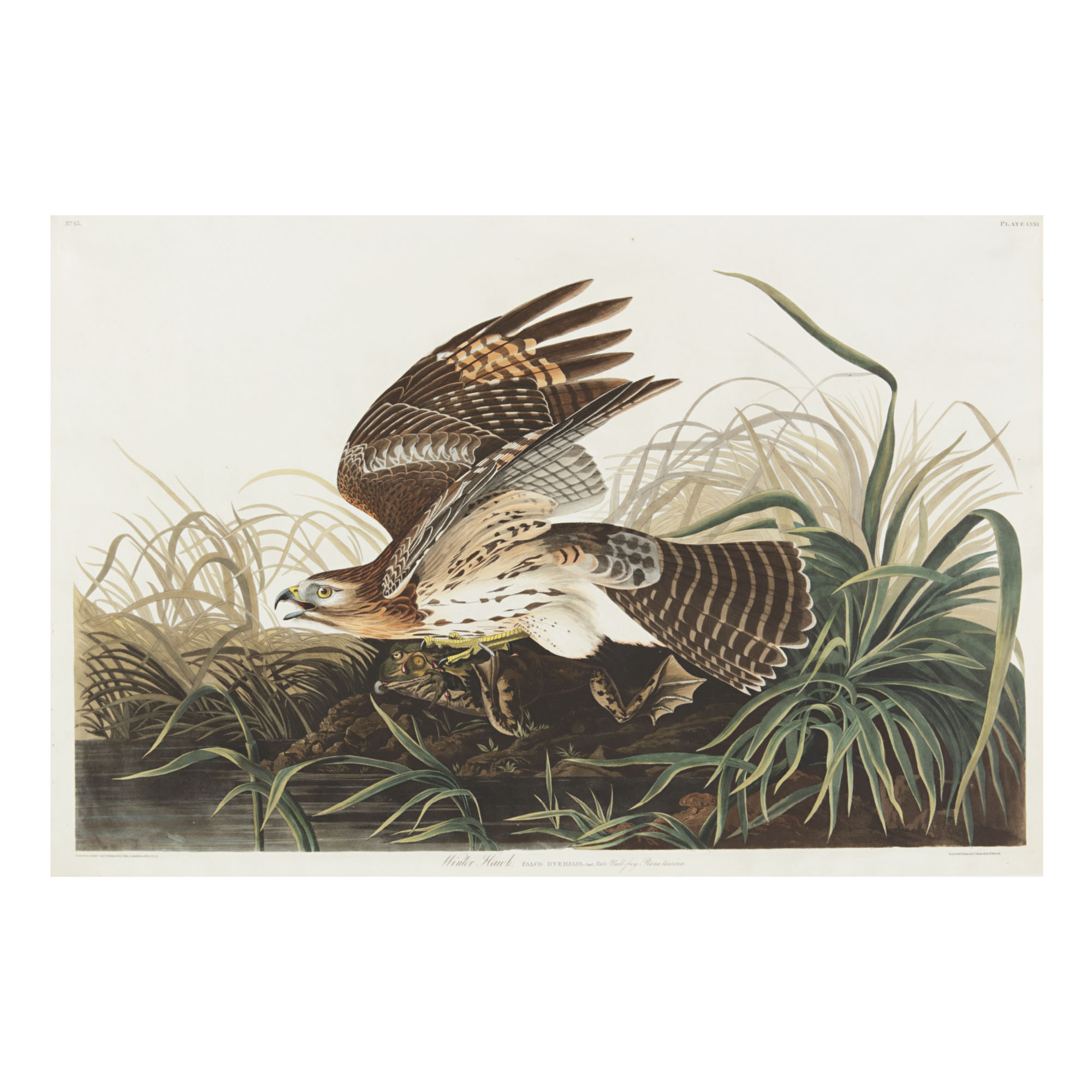 Джон джеймс одюбон картины