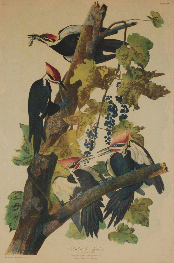 Pileated Woodpecker (Plate 257) | Americana: Furniture, Folk Art
