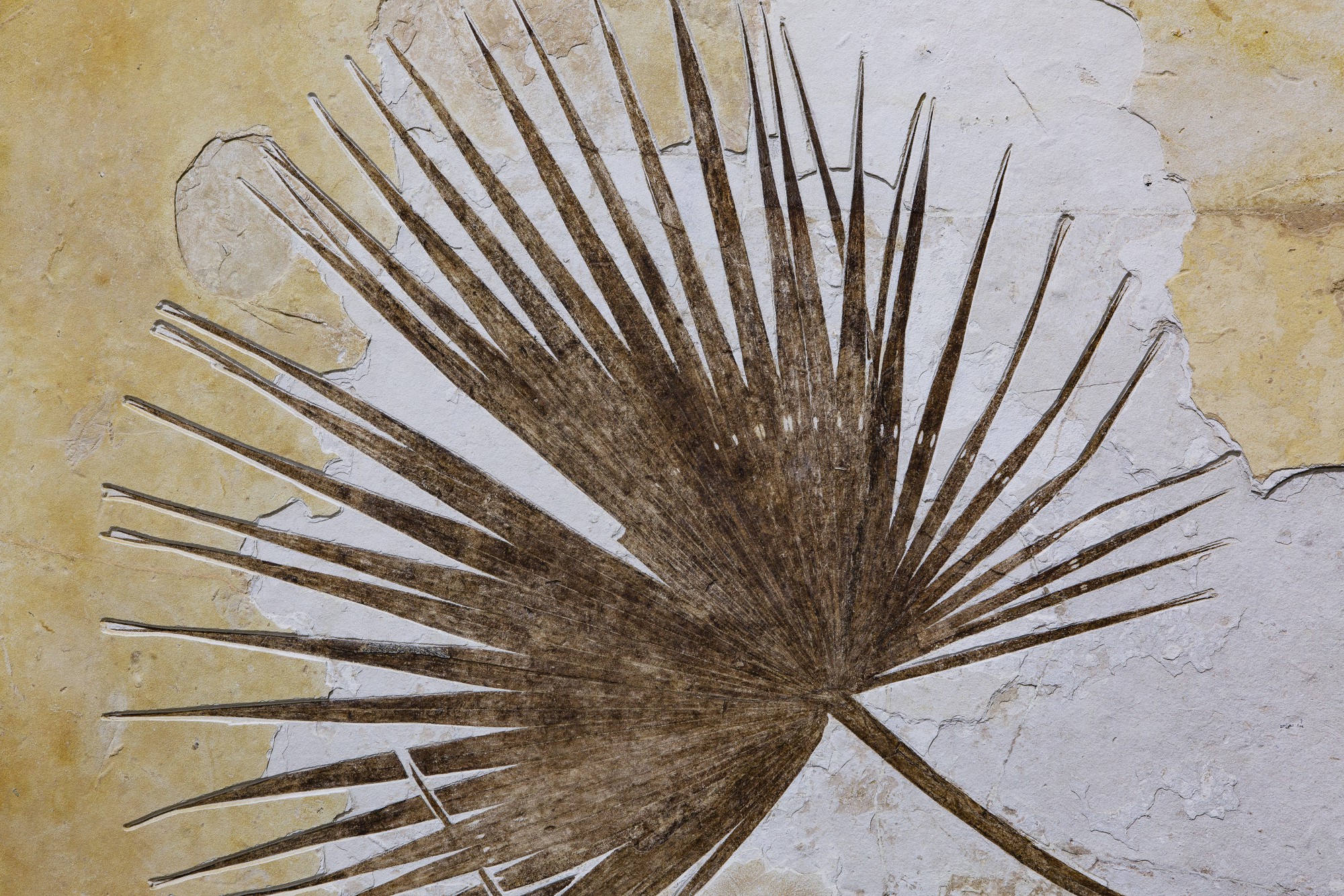 Rare Fossil Palm Frond With Fish History of Science & Technology, Including Fossils, Minerals