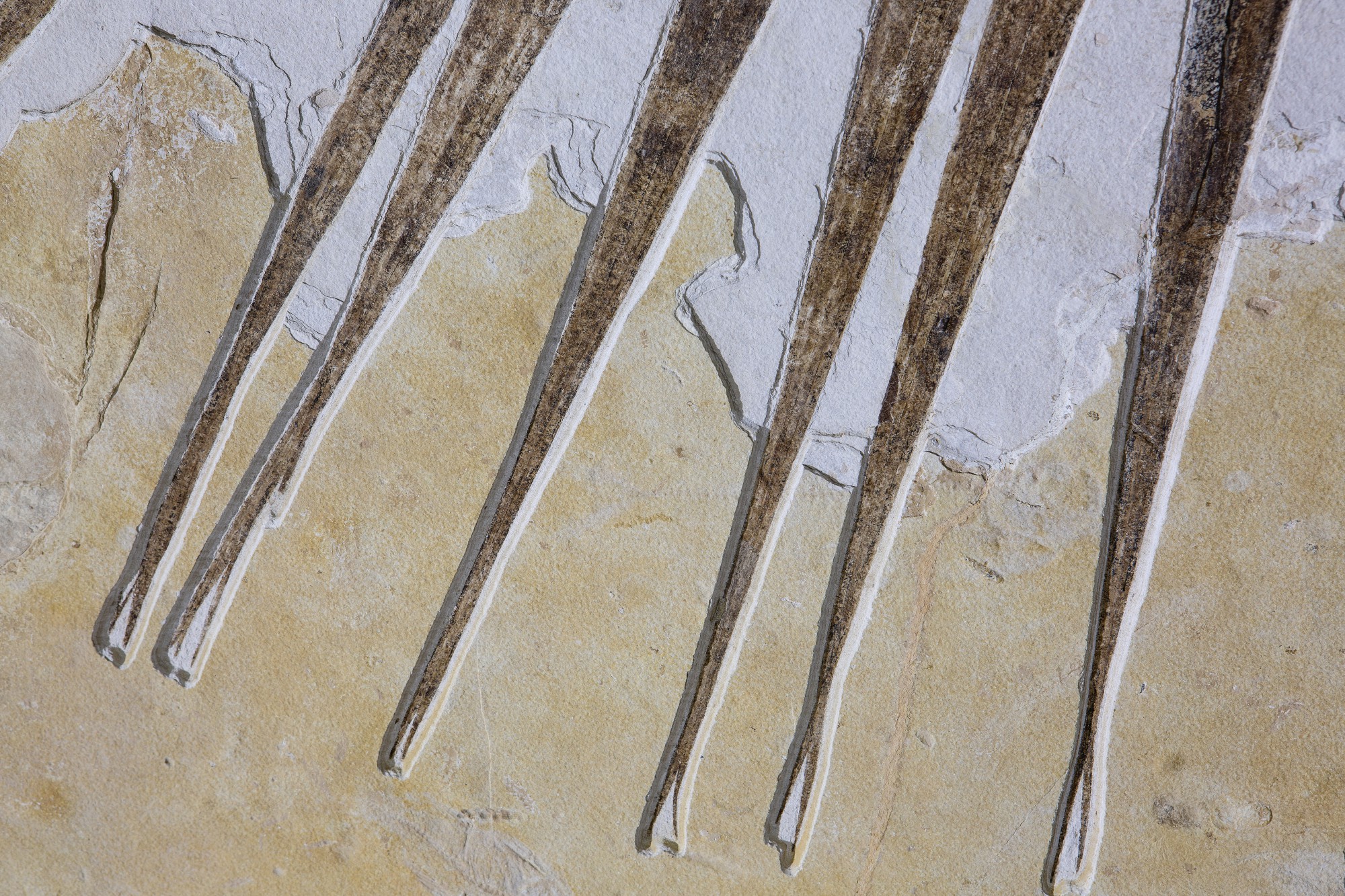 Rare Fossil Palm Frond With Fish History of Science & Technology, Including Fossils, Minerals