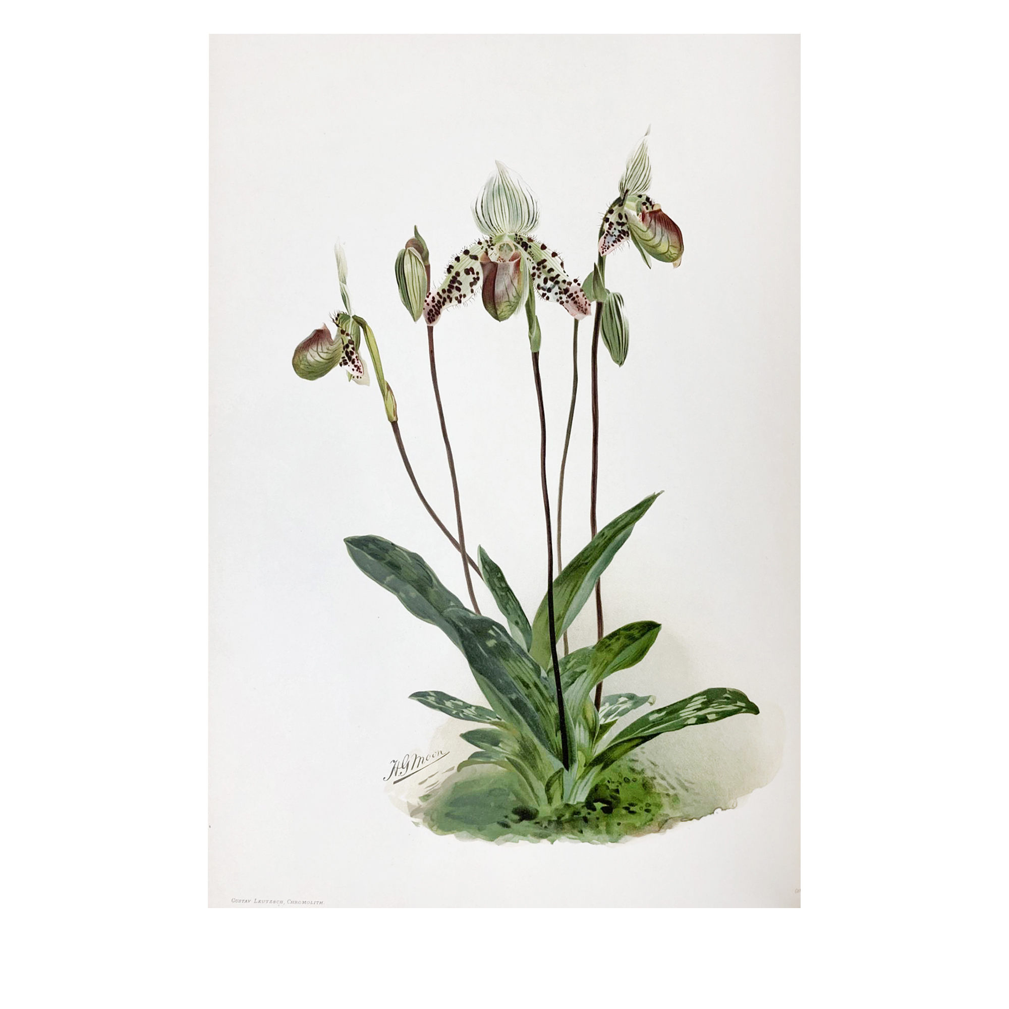Henry Frederick Conrad Sander Antique Reichenbachia: Orchids 