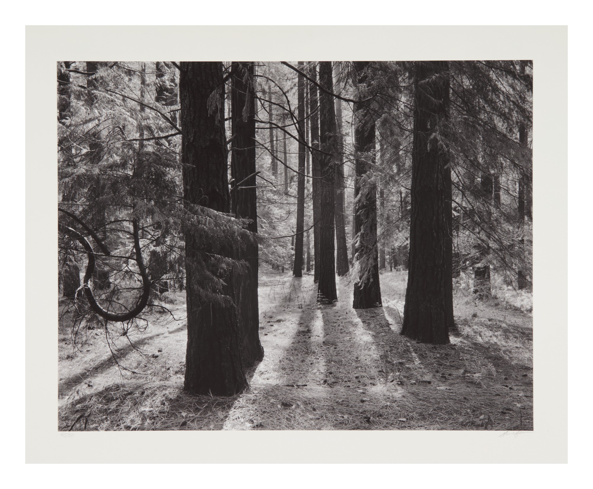 ANSEL ADAMS YOSEMITE AND THE RANGE OF LIGHT Classic Photographs 2020 Sotheby's
