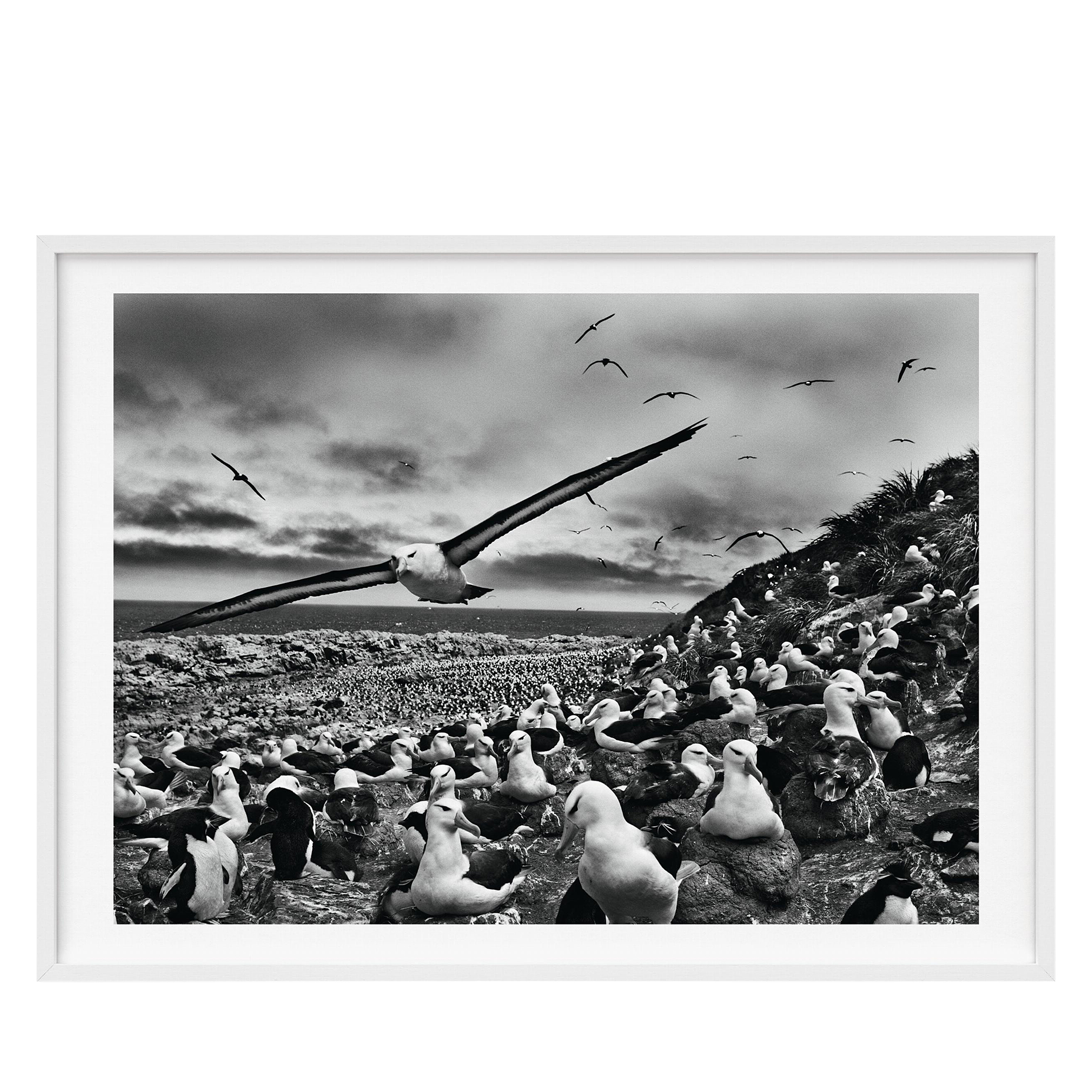 Sebastião Salgado, TASCHEN Genesis | Art Edition No. 201–300, With