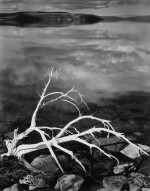 White Branches, Mono Lake, California