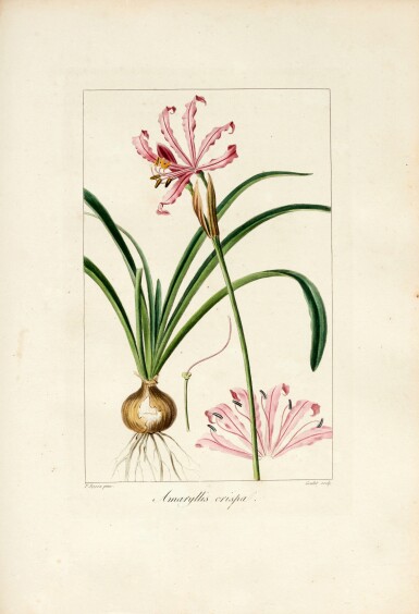 View full screen - View 1 of Lot 437. Jean Claude Michel Mordaunt de Launay | Herbier général de l'amateur, 1810-27, 8 vols, contemporary calf gilt.