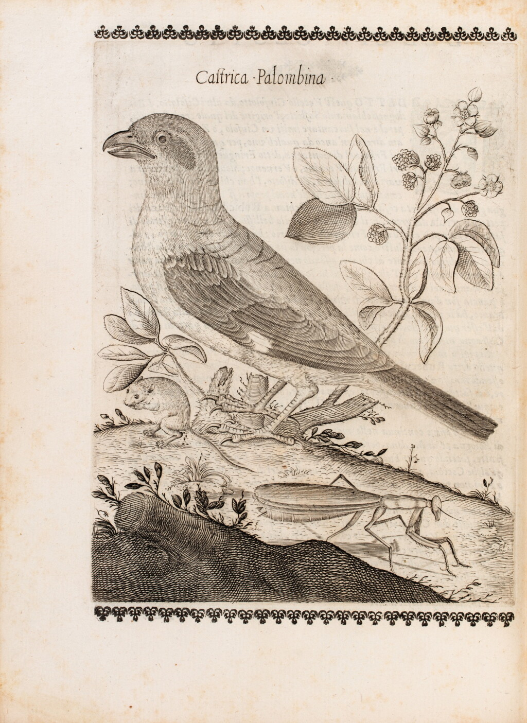 View full screen - View 1 of Lot 38. Uccelliera... Rome, 1684. Exemplaire aux armes de Jérôme II Bignon..