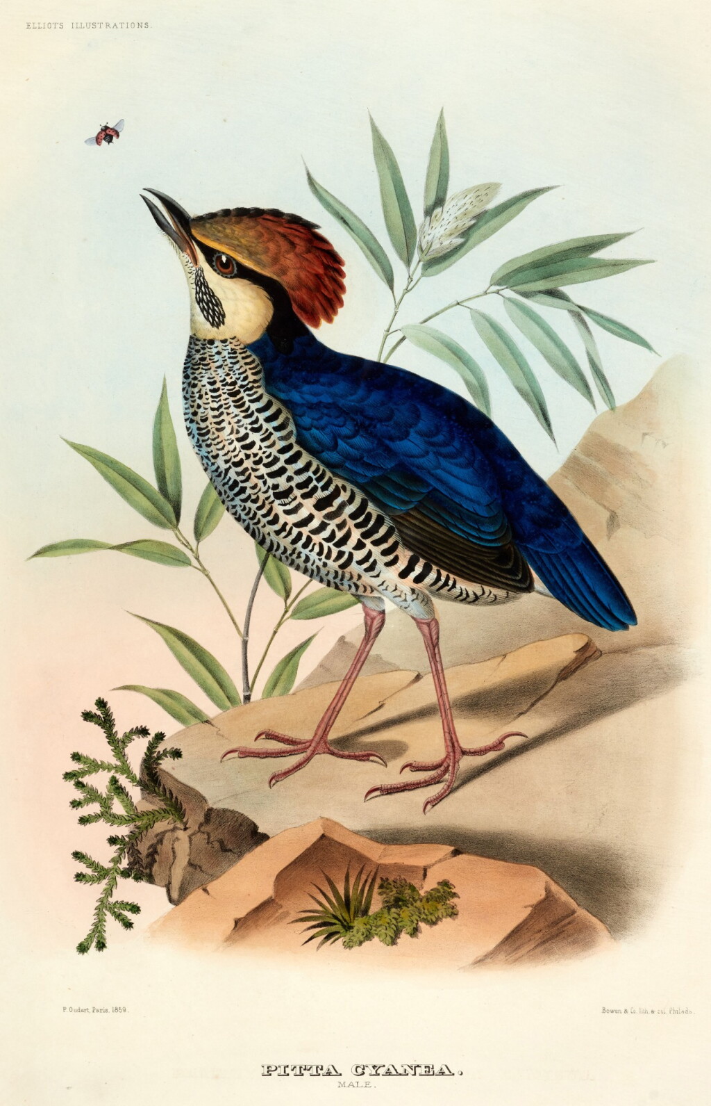 View full screen - View 1 of Lot 75. Daniel Giraud Elliot | A monograph of the pittidae, 1893-1895, red morocco gilt.