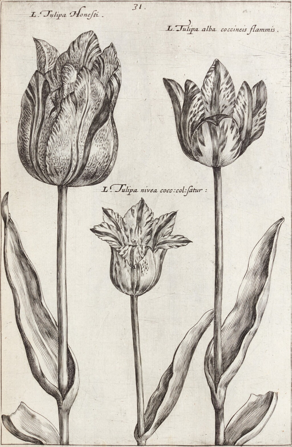 View full screen - View 1 of Lot 169. Crispin van de Pass | Hortus floridus, 1614, with an original watercolour on vellum by Pass bound in.