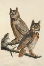 Great Horned Owl (Plate LXI)