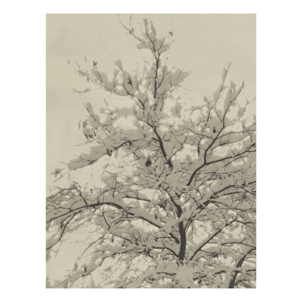 View full screen - View 1 of Lot 42. Snow-Covered Tree.
