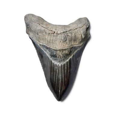 View full screen - View 1 of Lot 231. Megalodon Shark Tooth — South Carolina.