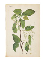 A branch of the Banyan (Ficus Benghalensis) and a branch of the Sal Tree (Shorea Robusta), Company School, late 18th century