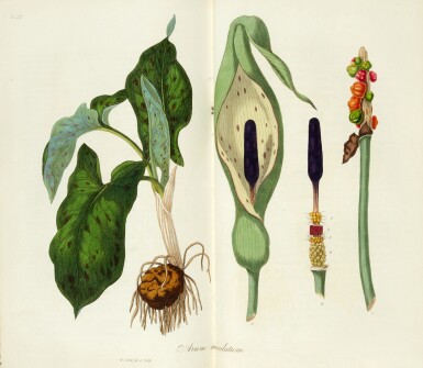 View full screen - View 1 of Lot 476. John Stephenson and James M. Churchill | Medical Botany, London, 1834-36, 3 vols, nineteenth-century half calf.