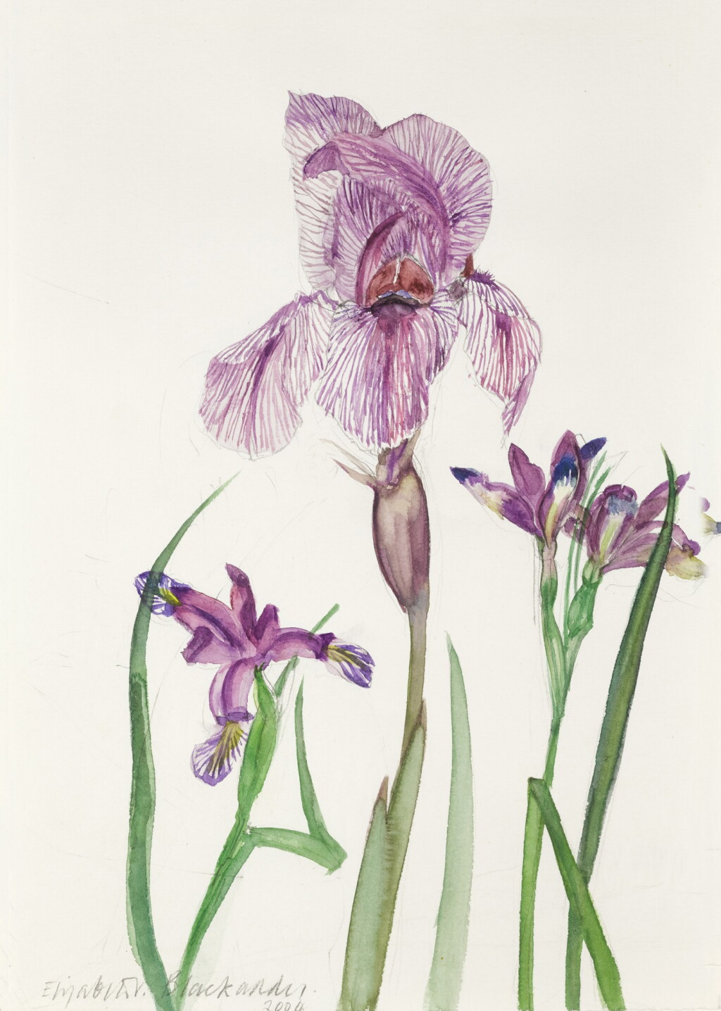 View full screen - View 1 of Lot 256. Iris Dardanus and Iris Graminea.