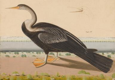 View full screen - View 1 of Lot 637. An oriental darter (anhinga melanogaster), India, Lucknow, Company School, circa 1780.