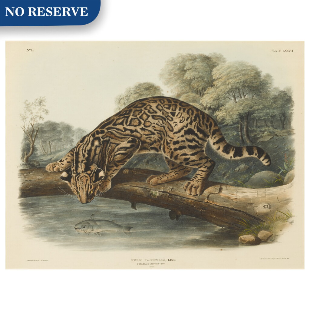 View full screen - View 1 of Lot 495. Ocelot, or Leopard-Cat. Male (Plate LXXXVI).