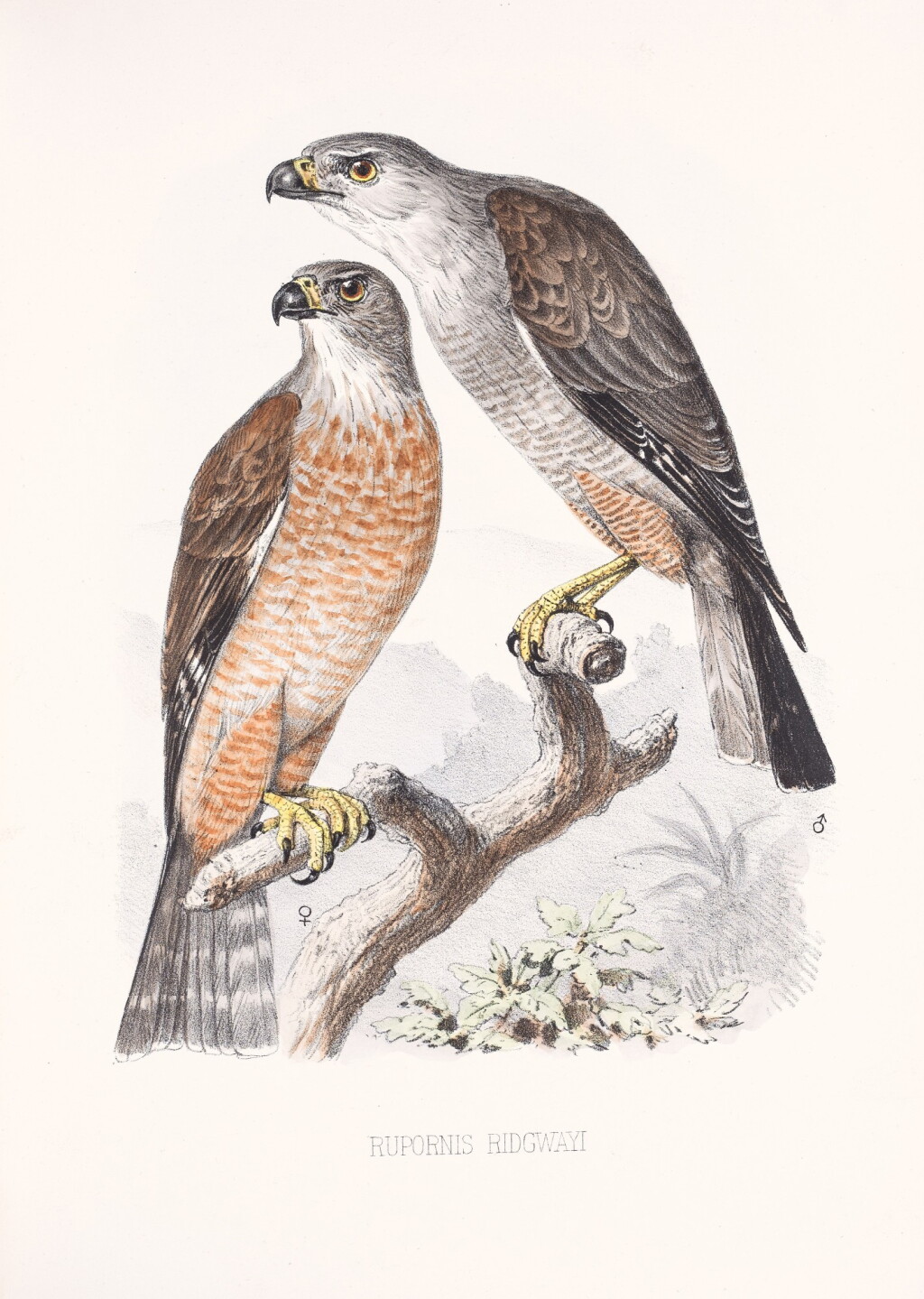 View full screen - View 1 of Lot 191. Cory, Charles Barney | The birds of Haiti and San Domingo.