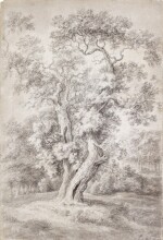 Study of an Oak Tree in Woodland