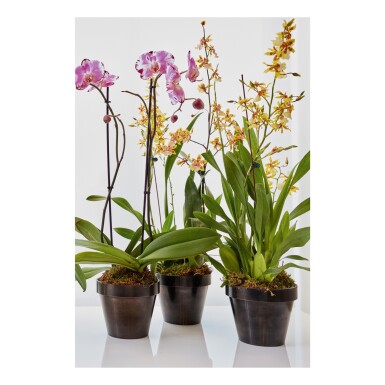 View full screen - View 1 of Lot 144. Six Flower Pots.