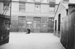 'London' (Dog Jumping)