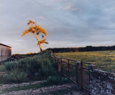 View full screen - View 1 of Lot 64. Self-Portrait as Tree.