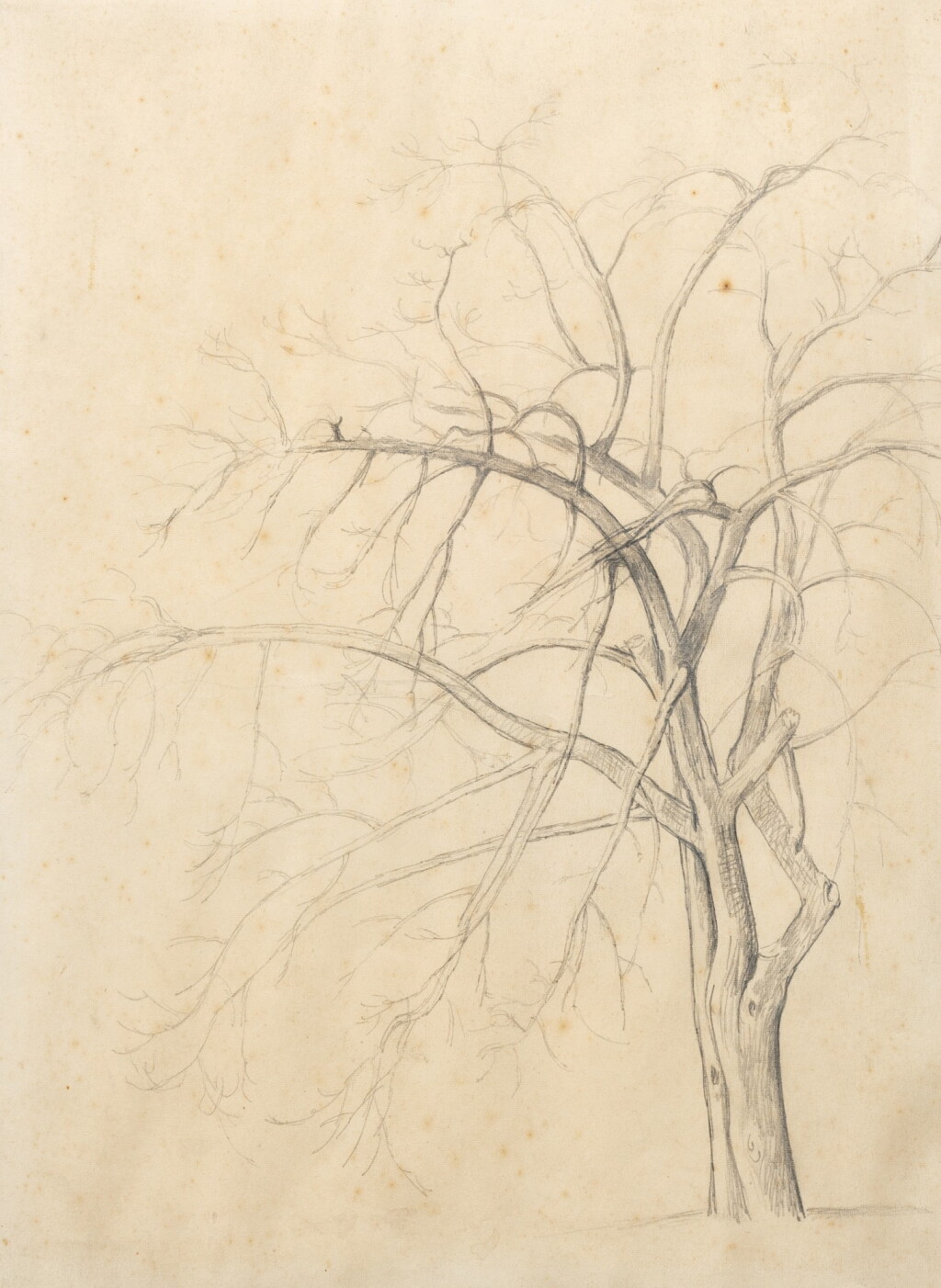 View full screen - View 1 of Lot 151. Etude d'arbre.