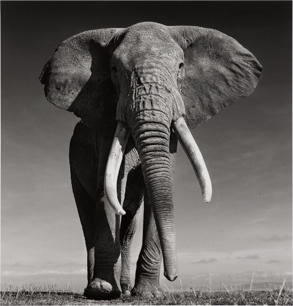 View full screen - View 1 of Lot 21. The Don, Amboseli, Kenya.