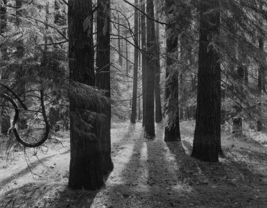 View full screen - View 1 of Lot 8. ‘Forest, Yosemite Valley (Yosemite National Park)’.