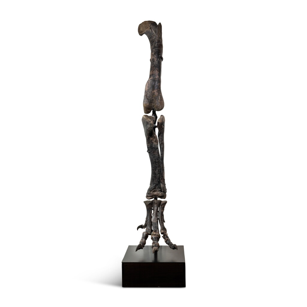 全萤幕检视 - 查看33Allosaurus Leg Bones Articulated的1