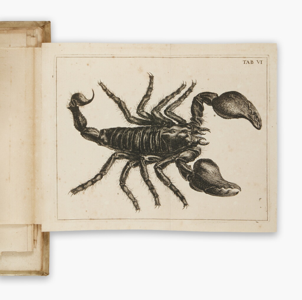 View full screen - View 1 of Lot 204. Swammerdam, Jan | "The overthrow of the idea of metamorphosis".