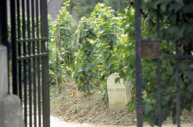 View full screen - View 1 of Lot 176. Bollinger Vieilles Vignes Françaises, Blanc de Noirs 1999 (1 BT).