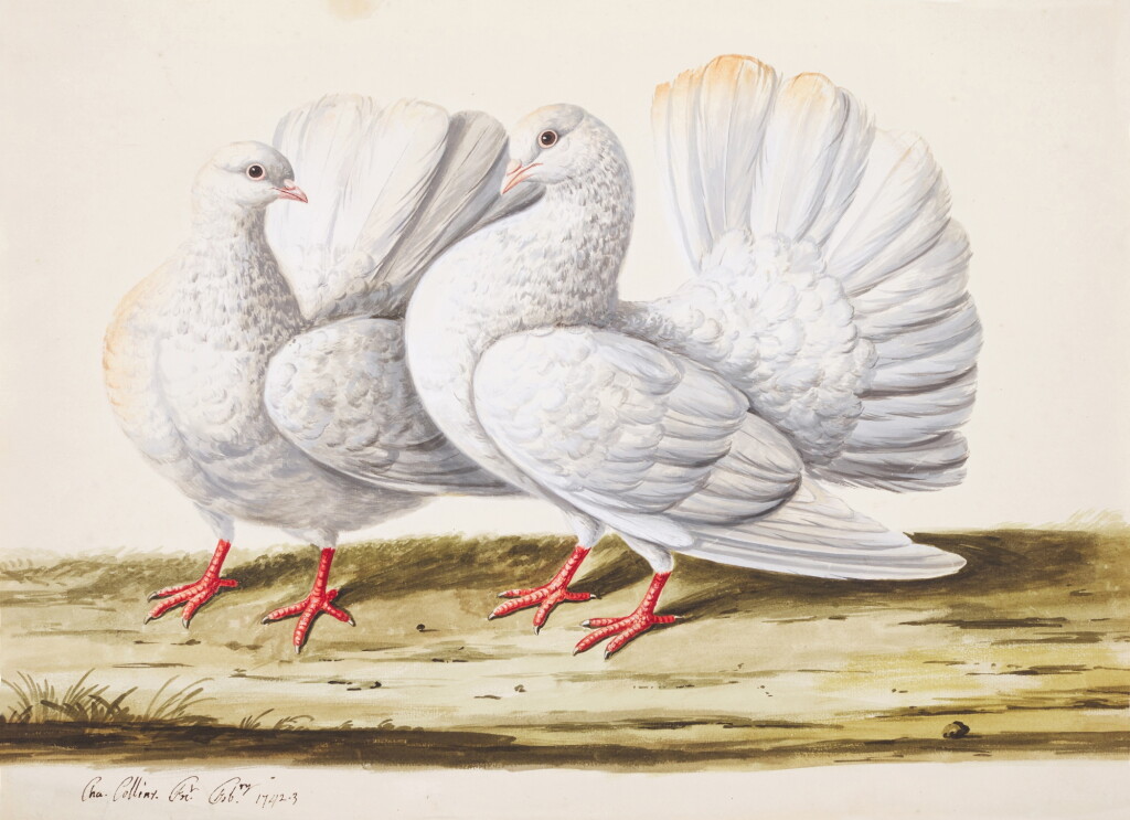 View full screen - View 1 of Lot 747. A pair of doves.