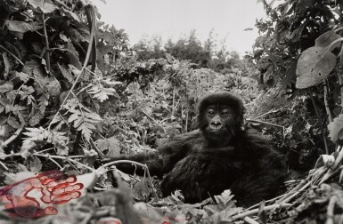 View full screen - View 1 of Lot 78. 'One Year Old Mountain Gorilla, Rwanda,' 1994.